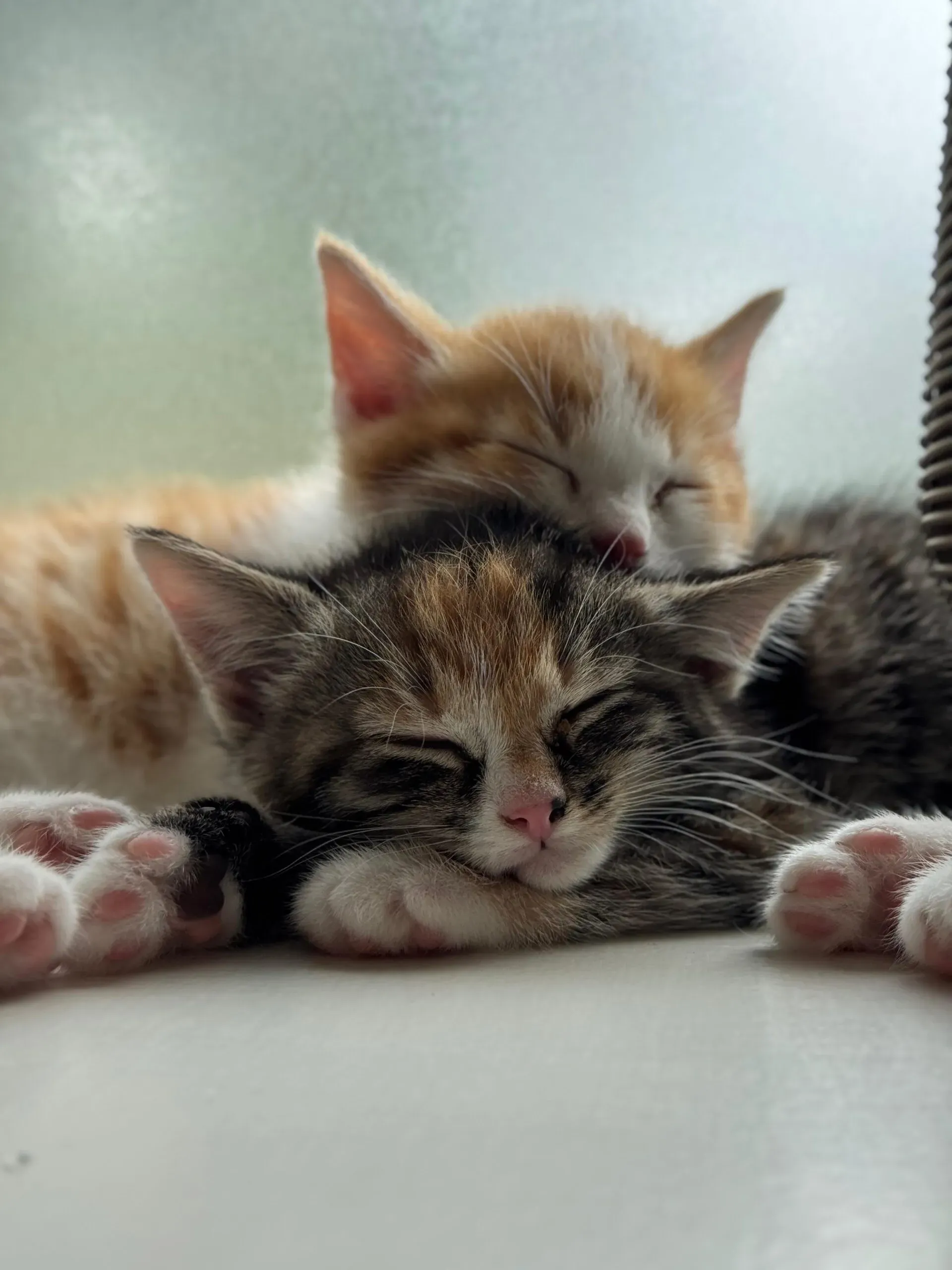 Update: mijn leven met een kitten… (ineens waren het er vier)